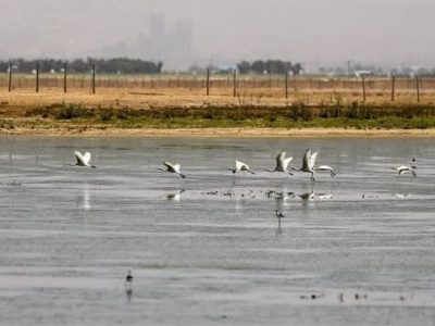 پرندگان به تالاب صالحیه بازگشتند