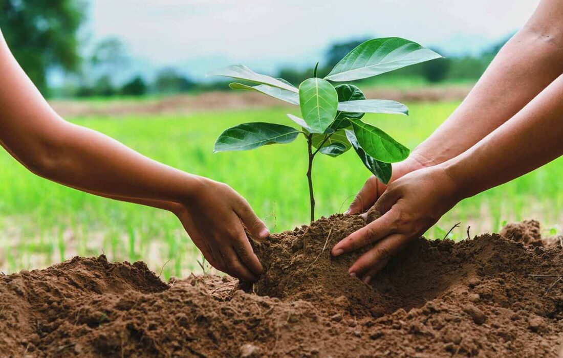 البرز در جمع 3 استان برتر در طرح کاشت یک میلیارد درخت