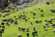 هر اپیدمی بیماری دامی می‌تواند تا ۲۰ هزار میلیارد تومان خسارت داشته باشد