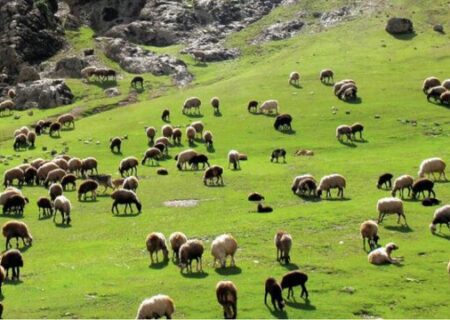 هر اپیدمی بیماری دامی می‌تواند تا ۲۰ هزار میلیارد تومان خسارت داشته باشد