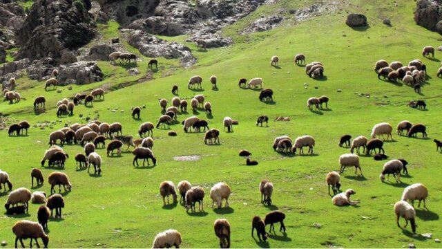 هر اپیدمی بیماری دامی می‌تواند تا ۲۰ هزار میلیارد تومان خسارت داشته باشد