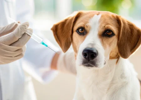 ۷ هزار سگ در البرز علیه هاری واکسینه شدند