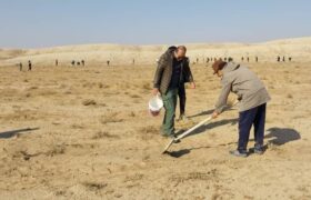 کاشت ۵ هزار اصله نهال لگجی در اشتهارد/ استفاده از گونه سازگار با اقلیم بیابانی