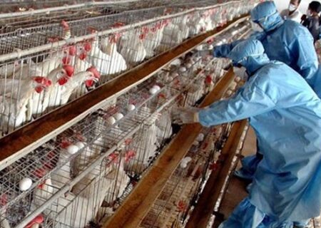 اجرای طرح ملی پایش آنفولانزای فوق حاد پرندگان در البرز/ نمونه‌برداری از ۱۰۵ واحد صنعتی و روستایی