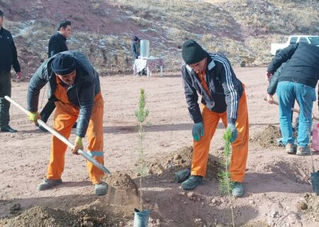 کاشت 300 اصله نهال در کرج