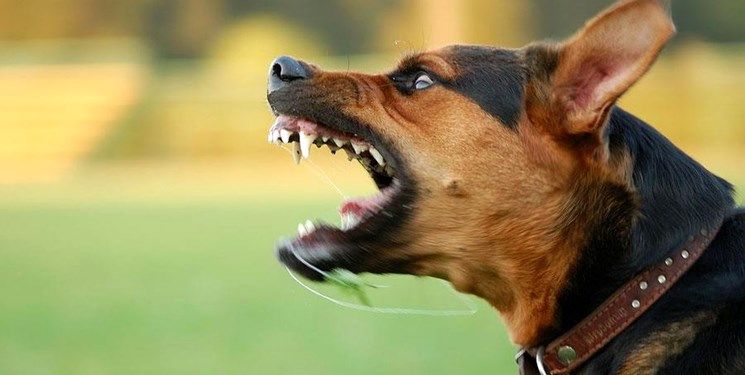 حمله سگ بلاصاحب به کودک 4 ساله در چهارباغ