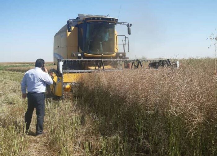 آغاز برداشت محصول کلزا در البرز