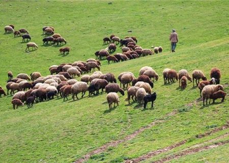 برخورد قاطع با چرای غیرمجاز دام در مراتع ولایترود؛ تشکیل ۷ پرونده تخلف