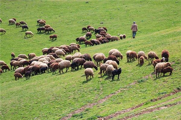 برخورد قاطع با چرای غیرمجاز دام در مراتع ولایترود؛ تشکیل ۷ پرونده تخلف