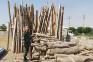 تاغزارهای البرز زیر ذرهبین/ برخورد با قاچاقچیان چوب تشدید میشود