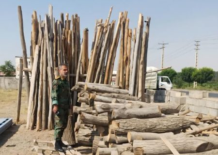 تاغزارهای البرز زیر ذره‌بین/ برخورد با قاچاقچیان چوب تشدید می‌شود