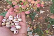 توسعه ۳۰ هکتار باغ پسته در اشتهارد با اجرای شبکه انتقال آب