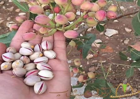 توسعه ۳۰ هکتار باغ پسته در اشتهارد با اجرای شبکه انتقال آب