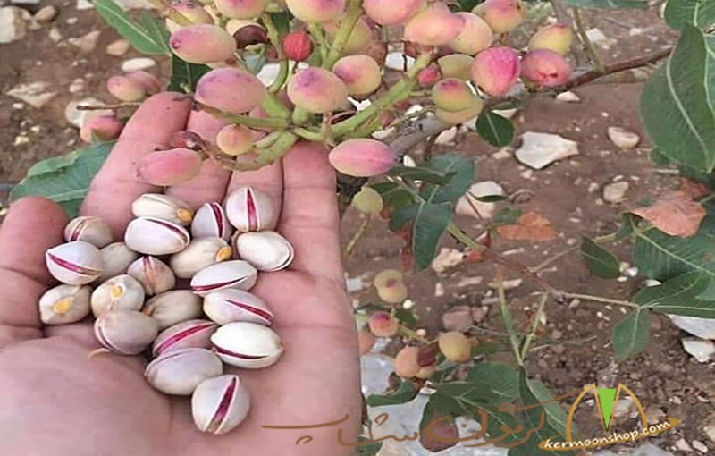 توسعه ۳۰ هکتار باغ پسته در اشتهارد با اجرای شبکه انتقال آب
