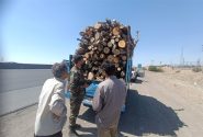 قاچاقچیان چوب در تور یگان حفاظت منابع طبیعی ساوجبلاغ